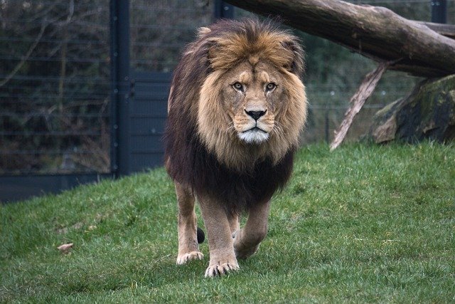 dierenparken