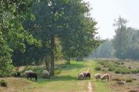 buiten